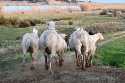 Horses standing in a field