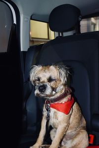 Dog sitting in car