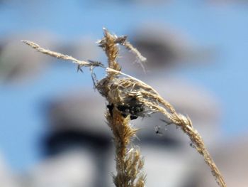 Close-up of insect on plant