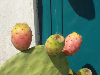 Close-up of cactus growing on tree