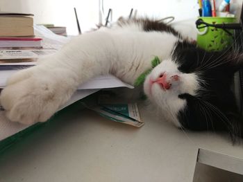 Close-up portrait of cat lying on floor