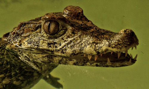 Close-up of an alligator