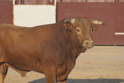 Cow standing in a horse