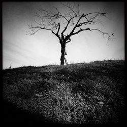 Bare trees on grassy field