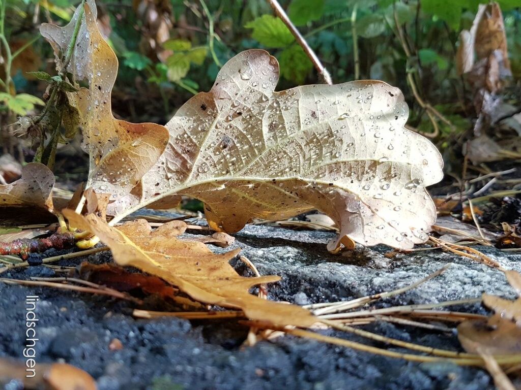 leaf, dry, autumn, change, close-up, season, selective focus, leaves, nature, maple leaf, day, fallen leaf, outdoors, fragility, tranquility, non-urban scene, vibrant color, beauty in nature