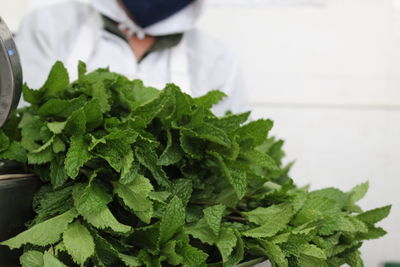 Close-up of green vegetables