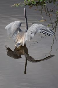 High angle view of heron in lake