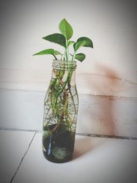 Close-up of plant in glass vase on table