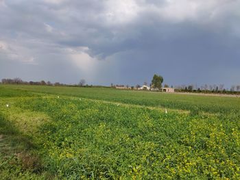 Scenic view of agricultural field against sky