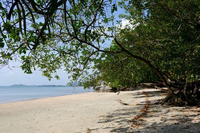 Trees growing on beach against sky