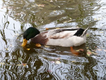 Duck swimming in a lake