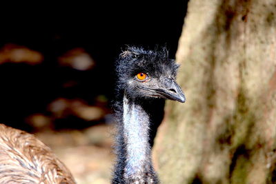 Close-up of a bird