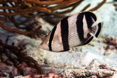 A banded butterflyfish exploring the reef in bonaire, the netherlands. chaetodon striatus