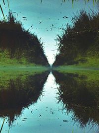 Reflection of trees in water