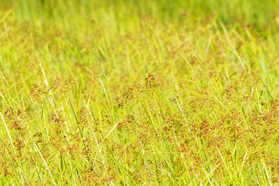 Full frame shot of grass on field