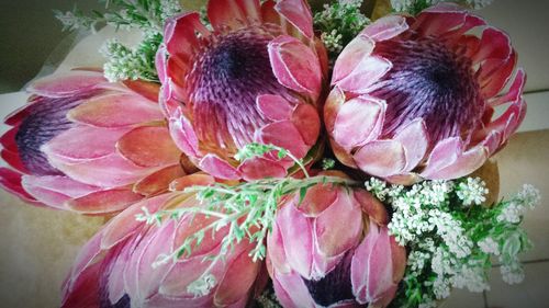 Close-up of pink flowers