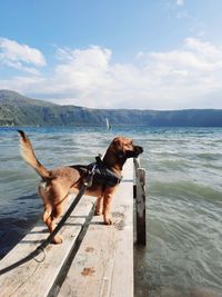 Dog standing in sea against sky