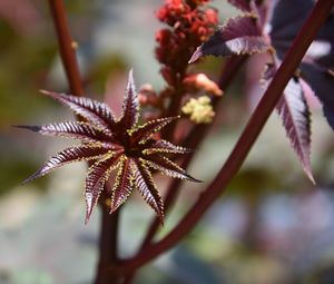 Close-up of red flowering plant