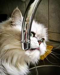 Close-up of cat drinking water