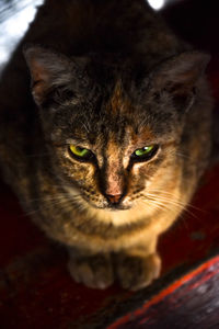 Close-up portrait of cat at night