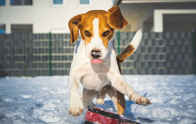 Portrait of a dog in snow