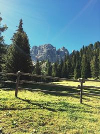 Scenic view of grassy field