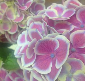 Close-up of pink flower