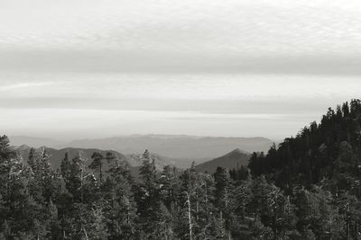 Scenic view of forest against sky