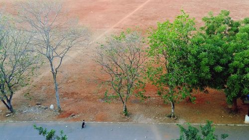 Plants growing on road against trees