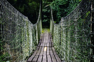 Footpath amidst trees seen through fence