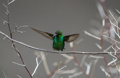 Close-up of bird perching on branch