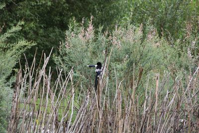 Bird perching on tree in forest