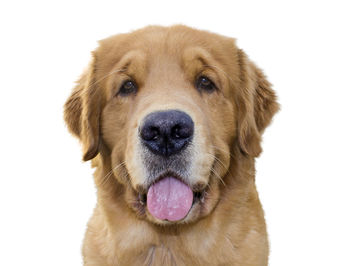 Close-up portrait of puppy against white background