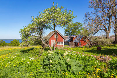 Vegetable garden in a rural landscape