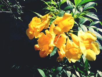 Close-up of yellow flower