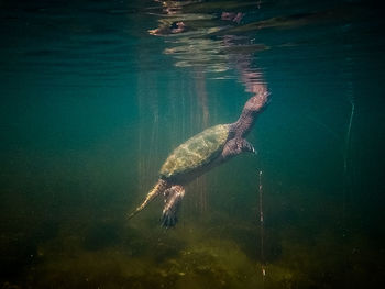 Turtle swimming in sea