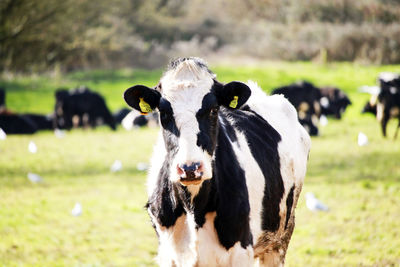 Cow in a field