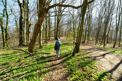 Rear view of man walking amidst trees in forest