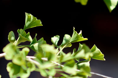 Close-up of fresh green plant