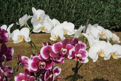 Close-up of flowers blooming outdoors