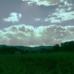 Scenic view of grassy field against sky