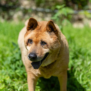 Portrait of dog sticking out tongue on land