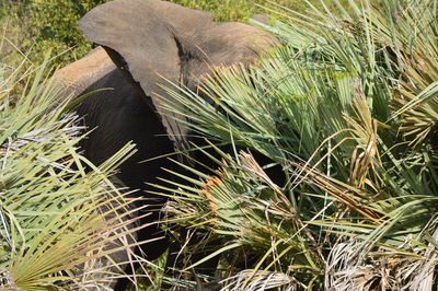 High angle view of elephant on field