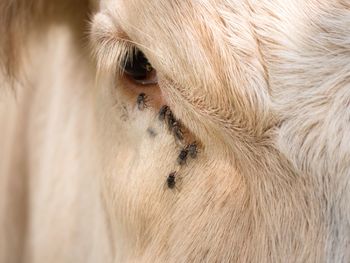 Close-up of a horse