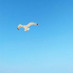 Low angle view of bird flying against clear blue sky