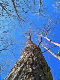 Low angle view of bare tree against clear blue sky