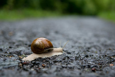 Close-up of snail on road