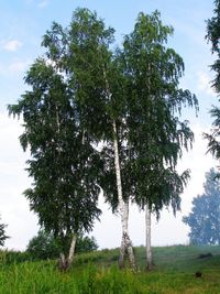 Trees on grassy field