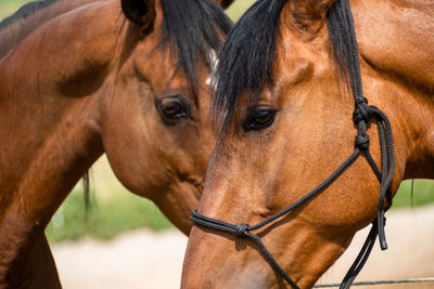 Close-up of horses in ranch