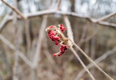 Close-up of red berries on plant during winter